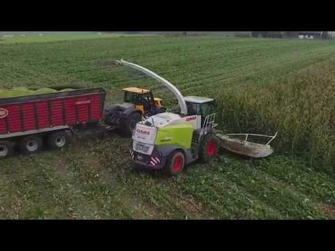 Donau Silphie Ernte Mais erstes Standjahr