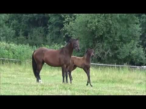 *2015 Stutfohlen von Destano - Christ