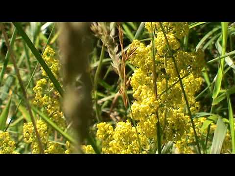 Crieff asbpresentations -   'Healing Properties of Lady's Bedstraw'