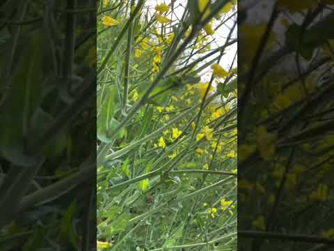 Amazing Romania 🌸Relaxation 🌸 nature 🌸