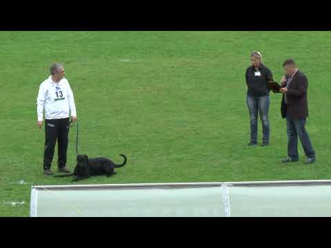 072 29 13 Cc Dennis Bernsee   M Bodo Vom Hexenwald 98 97 92 A 287 ECC 1 ISPU 2013