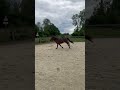 Ruin Franse rijpony PFS Te koop 2024 Donker bruin / bai , Jogry d’Odival