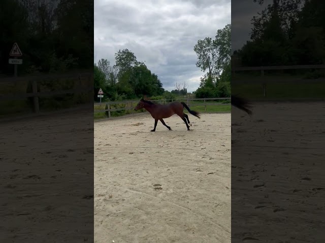 Ruin Franse rijpony PFS Te koop 2024 Donker bruin / bai ,  Jogry d&rsquo;Odival