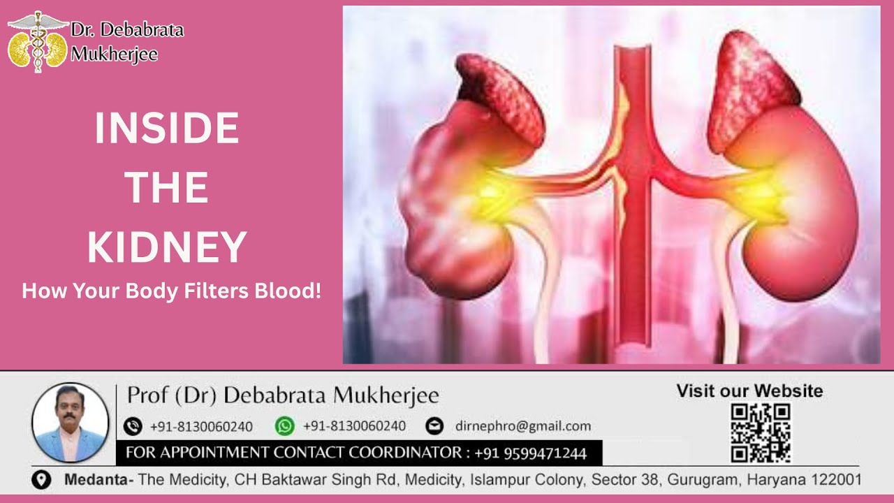 Inside the Kidney - Structure & Function Explained