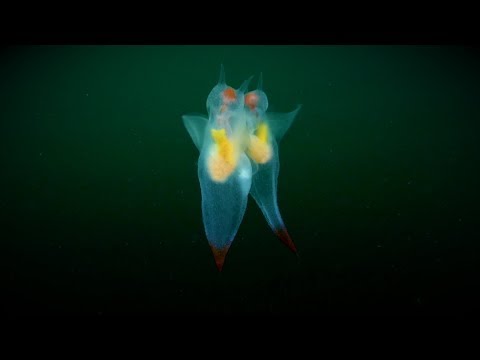 北冰洋「海天使」優美的交配儀式 - 國家地理雜誌官方網站｜探索自然、科學與文化的最佳權