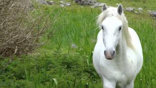 The Connemara Pony