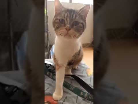 Hungry Calico Cat Calling for Food and Attention