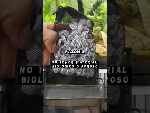 Razones por las que puedes tener agua turbia en tu acuario.