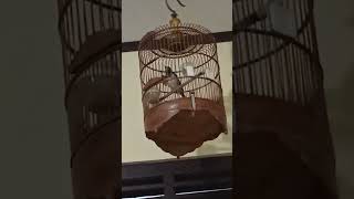 Download lagu Anis Macan Gacor Ngotot mp3