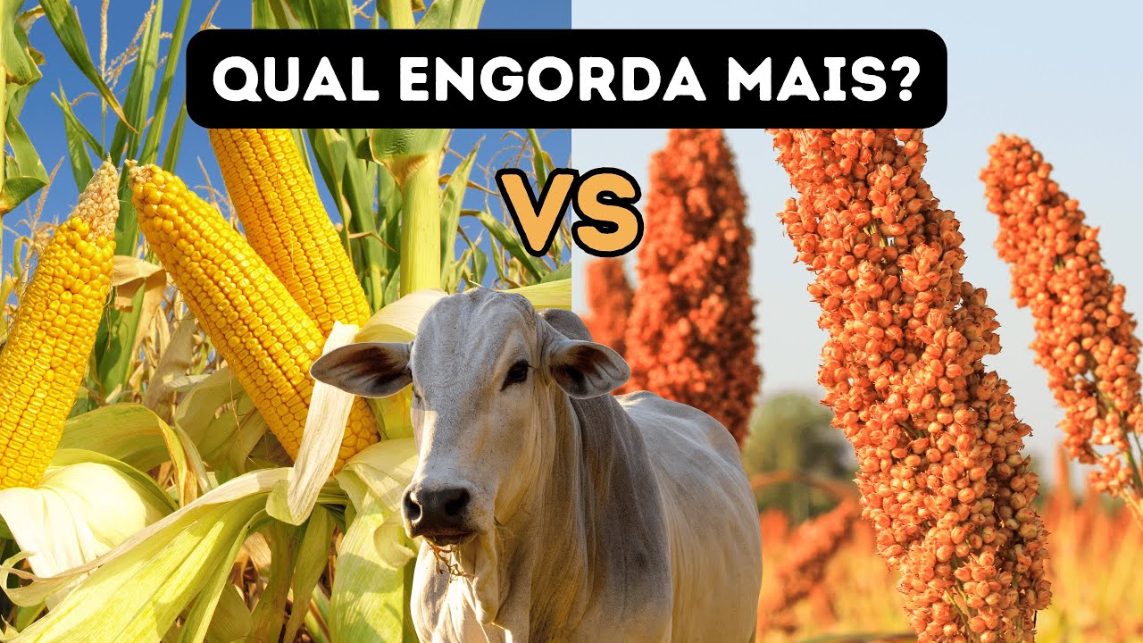Diferenças entre o milho e o sorgo na nutrição de bovinos