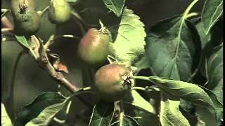 Classic Landscaping 413 -  Grafted Apple Trees