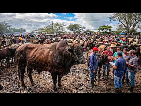 FEIRA DE GADO DE CACHOEIRINHA-PE, MUITO GARROTE DE LUXO E LAMA, QUINTA FEIRA, (30/04/26) #nordeste