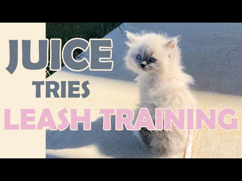 Kitten Leash Training | Watch Juice's Journey with Wearing a Harness