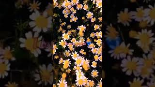 Download lagu Ucapan Anniversary Romantis Buat Pacar LDR mp3 Download lagu Ucapan Anniversary Romantis Buat Pacar LDR mp3