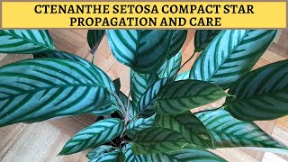 Ctenanthe Setosa Compact Star Propagation