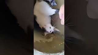 Download lagu Kucing Lahirkan Anak di Selokan Saat Banjir, Pria Ini Sigap Menolong! mp3