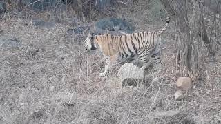 preview picture of video 'Sariska tiger reserve  excellent tigers sighting  shyam sundar naturalist sariska'