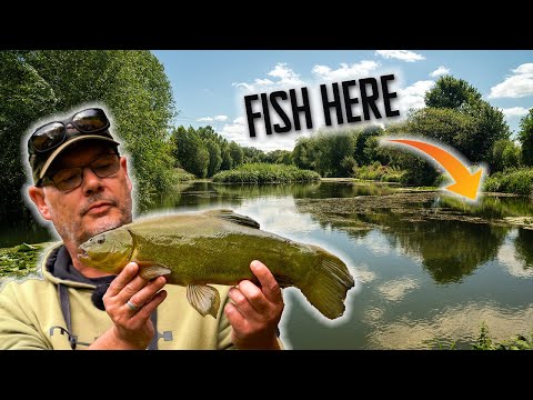 Tench Tactics | Weedy Venues | Tench