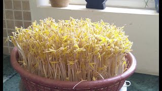 How I grow green bean sprouts at home