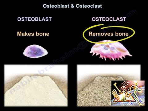 Osteoblast & Osteoclast - Everything You Need To Know - Dr. Nabil Ebraheim