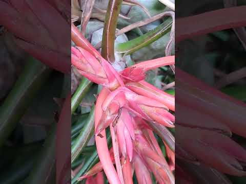 園芸 球根ティランジア、空気の娘