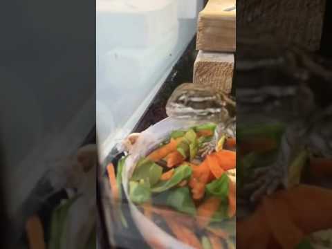 Bearded dragon slow motion feeding