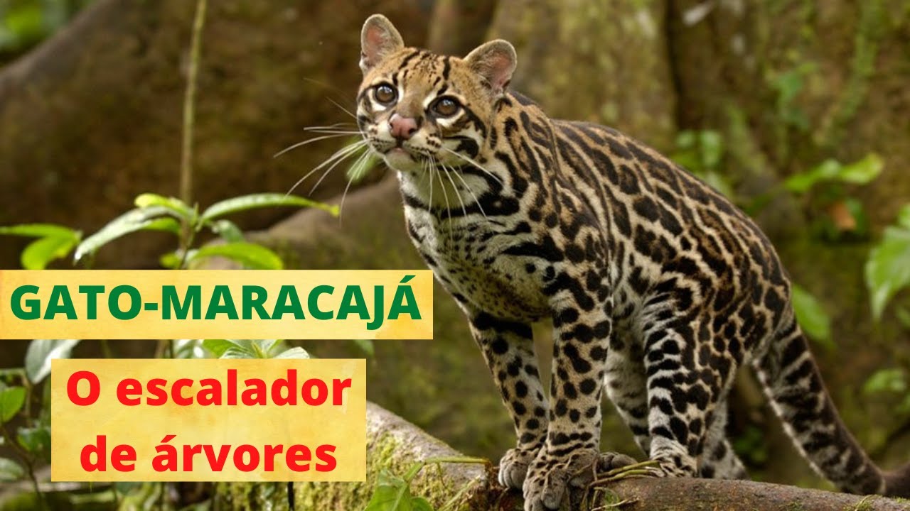 GATO-MARACAJÁ - UM PEQUENO FELINO DAS FLORESTAS. ELE É UM DOS MAIS ÁGEIS E HABILIDOSOS DO MUNDO!!!