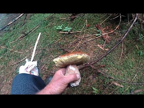 Як Вам таке? Збираємо білі гриби з ночі до ранку!