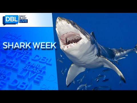 Mike Tyson vs. Jaws: Who Will Win?