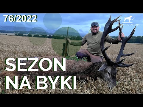 SUDECKA OSTOJA 76/2022 HUGE Stag | Deer Hunting in Poland