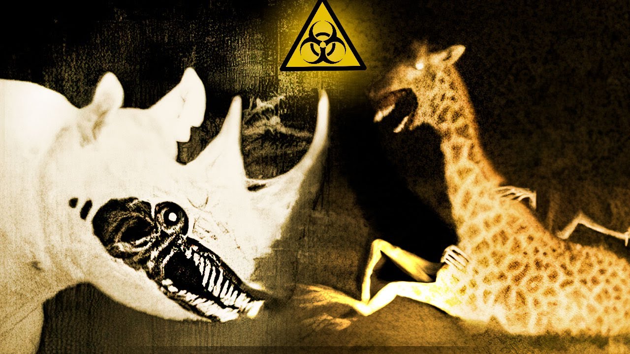 O que está acontecendo com esses Animais?