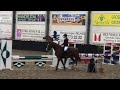 Andy Pur VDM Z - first show - °2014 approved stallion by Aktion Pur Z
