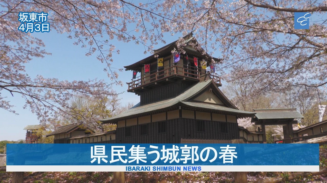 桜めぐり　逆井城跡公園　県民集う城郭の春