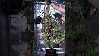 Ocean Fruit (Single SUPERCROP Plant)… Veg to Harvest 😳