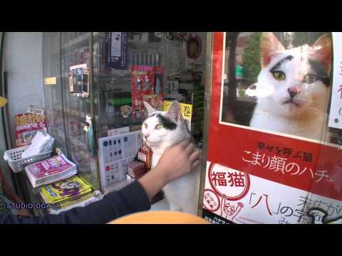 にゃんタレ