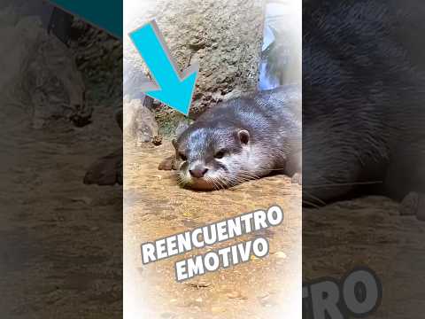 La nutria se reencuentra con su cuidador 🦦❤️ #shorts