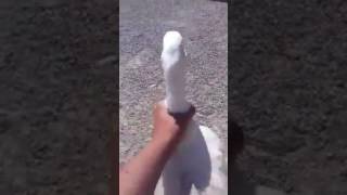 Como jalar el ganso