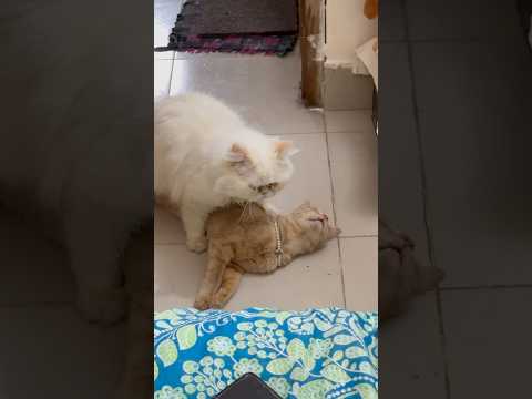 এরকম করে কেন?🤣