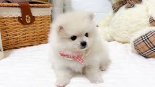 ポメラニアンの動画01