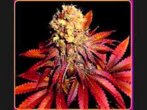 Sha-Money Ft. Teflon- Grades