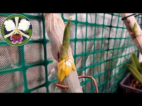 14 February 2026 • Orchid collection update