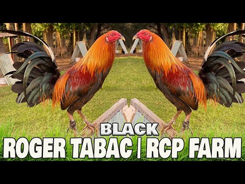 Beautiful Black Birds RCP FARM Roger Tabac | Farm Visit Hawaii