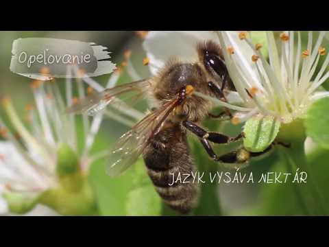 , title : 'Včela medonosná (Apis mellifera)'