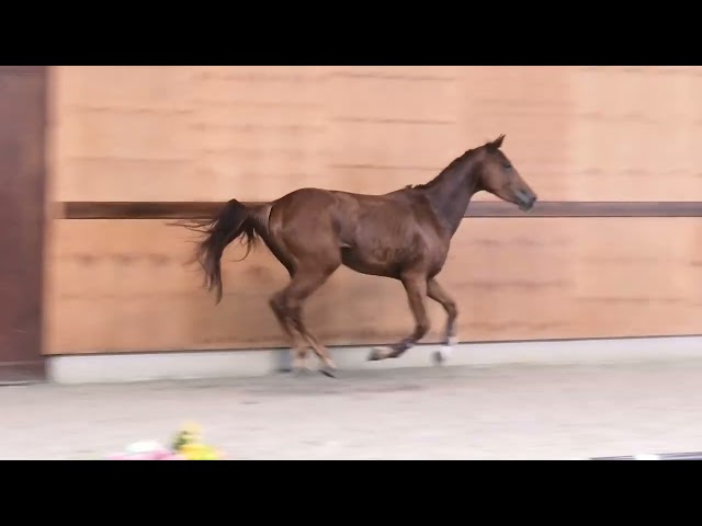gaits