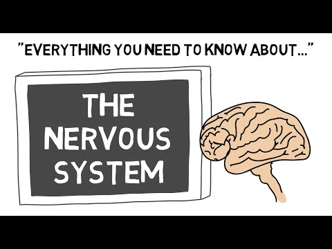 The Nervous System | Sport Science Hub: Physiology Fundamentals | No Music