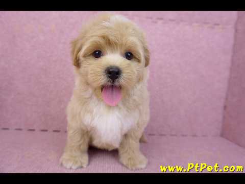 08/06奶油色馬爾泰迪公幼犬1號(桃園中壢)