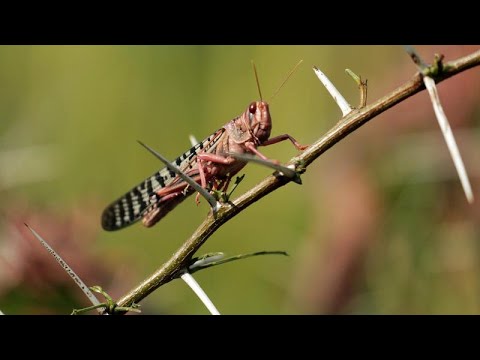 非洲之角的新一輪蝗蟲潮 (A new wave of locust swarms in the Horn of Africa)