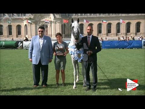 BRONZE - N.73 WH YORK - Chantilly 2016 World Cup - Stallions Championship (Class 16)