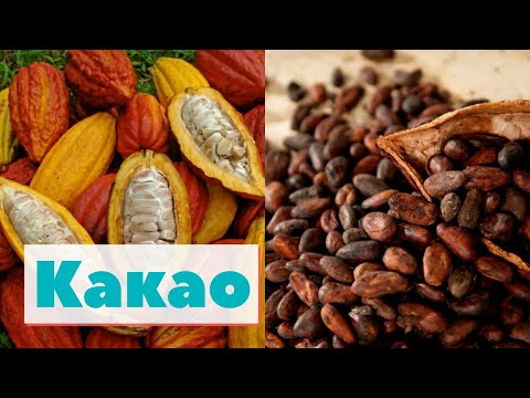Какао | Как это сделано | Cacao
