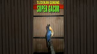 Download lagu SI MUNGIL | TLEDEKAN GUNUNG SUPER GACOR #shorts mp3 Download lagu SI MUNGIL | TLEDEKAN GUNUNG SUPER GACOR #shorts mp3